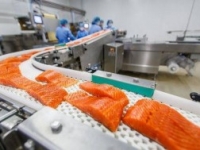 Nórsky losos je jedna z najtoxickejších potravín vo svete