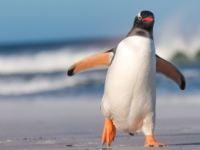 Lekári radia ľuďom, aby sa na ľade pohybovali ako tučniaky