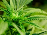 Holandsko pootvorilo dvere legálnemu pestovaniu marihuany   