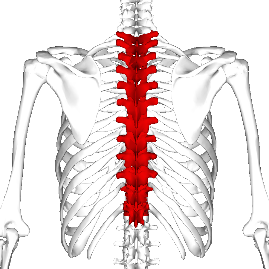 Thoracic_vertebrae_back4