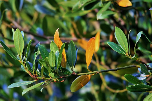 leaves_315725_640